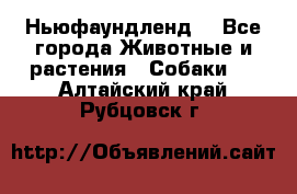 Ньюфаундленд  - Все города Животные и растения » Собаки   . Алтайский край,Рубцовск г.